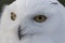 Snowy owl,Bubo scandiacus, close up portrait with eye and feather detail plus blurred snow background. winter scotland