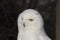 Snowy owl,Bubo scandiacus, close up portrait with eye and feather detail plus blurred snow background. winter scotland