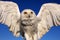 Snowy Owl Bubo scandiacus closeup