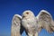 Snowy Owl Bubo scandiacus closeup