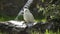 Snowy owl bubo scandiacus closeup, summer green trees
