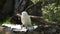 Snowy owl bubo scandiacus closeup, summer green trees