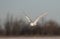 A Snowy owl Bubo scandiacus flies low hunting over an open sunny snowy cornfield in Ottawa, Canada