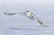 A Snowy owl Bubo scandiacus flying low and hunting over a snow covered field in Ottawa, Canada