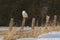 A Snowy owl Bubo scandiacus hunting from a post in Canada