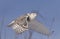 A Snowy owl Bubo scandiacus isolated against a blue sky flies high hunting over an open snowy field in Ottawa, Canada