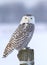 A Snowy owl Bubo scandiacus isolated on blue background perched on a post hunting in winter in Ottawa, Canada