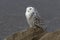 A Snowy owl Bubo scandiacus isolated on blue background perched on a rock hunting in winter in Ottawa, Canada