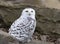 A Snowy owl Bubo scandiacus isolated on blue background perched on a rock hunting in winter in Ottawa, Canada