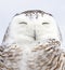 A Snowy owl Bubo scandiacus isolated on blue background perched in the snow hunting in winter in Ottawa, Canada