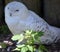 Snowy owl Bubo scandiacus is a large, white owl of the typical owl family.
