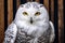 The snowy owl, Bubo scandiacus, is a large white owl from the typical owl family