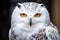The snowy owl, Bubo scandiacus, is a large white owl from the typical owl family