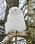 Snowy owl Bubo scandiacus, large, white owl of typical owl family. Male