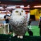 Snowy Owl - Bubo scandiacus, a large, white owl of the typical owl family. Snowy owls are native to Arctic regions