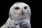 Snowy Owl - Bubo scandiacus, a large, white owl of the typical owl family. Snowy owls are native to Arctic regions in North