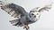 Snowy owl Bubo scandiacus lifts off and flies low hunting over a snow covered field