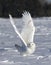 A Snowy owl Bubo scandiacus male flies low hunting over an open sunny snowy cornfield in Ottawa, Canada