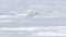 A Snowy owl Bubo scandiacus male flies low hunting over an open sunny snowy cornfield in Ottawa, Canada