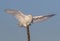 A Snowy owl Bubo scandiacus male isolated against a blue background spreads its wings on top of a tree in winter in Ottawa, Cana