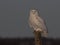 A Snowy owl Bubo scandiacus male perched on a wooden post at sunset in winter in Ottawa, Canada