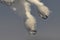 A Snowy owl Bubo scandiacus male takes off with deadly sharp talons as he flies low hunting over an open sunny snowy cornfield i