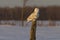 A Snowy owl Bubo scandiacus perched on a post at sunset hunting in winter in Ottawa, Canada
