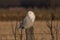 A Snowy owl Bubo scandiacus perched on a post at sunset hunting in winter in Ottawa, Canada