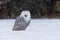 Snowy owl, Bubo scandiacus, perched in snow during snowfall. Arctic owl with open beak while hooting song.