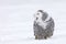 Snowy owl, Bubo scandiacus, perched in snow during snowfall. Arctic owl with open beak while hooting song.