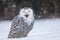 Snowy owl, Bubo scandiacus, perched in snow during snowfall. Arctic owl with open beak while hooting song. Beautiful white owl