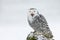 Snowy owl, Bubo scandiacus, perched in snow during snowfall. Arctic owl with open beak while hooting song. Cute white polar owl