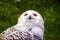 Snowy Owl (Bubo scandiacus) spotted outdoors