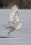 A Snowy owl Bubo scandiacus taking off in flight hunting over a snow covered field in Ottawa, Canada