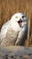 Snowy Owl (Bubo scandiacus) in winter.