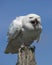 Snowy Owl Canadian Raptor Conservancy Port Huron Ontario Canada