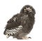 Snowy Owl chick, Bubo scandiacus