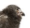 Snowy Owl chick, Bubo scandiacus