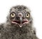 Snowy Owl chick, Bubo scandiacus, 19 days old