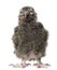 Snowy Owl chick, Bubo scandiacus, 19 days old against white back