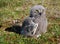 Snowy owl chick (Bubo scandiacus)