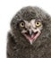 Snowy Owl chick calling, Bubo scandiacus