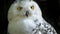 Snowy owl close up