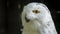 Snowy owl close up