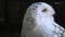 Snowy owl close up