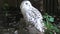 Snowy owl close up