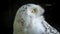 Snowy owl close up