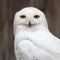 Snowy owl closeup