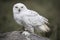 Snowy Owl CRC