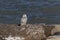 Snowy owl ear lake Michigan n Wisconsin